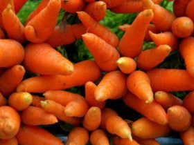 Carottes